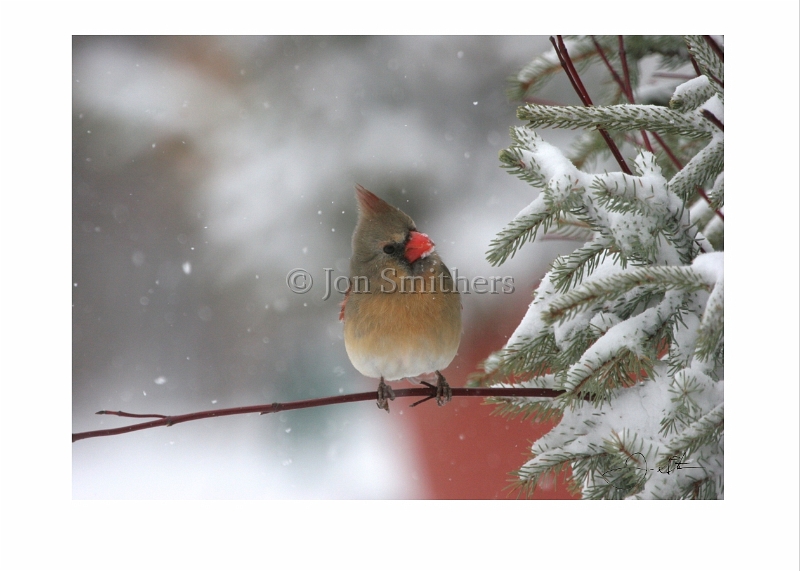 031805_4651-Female Cardinal.jpg